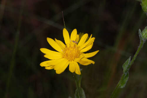 Chrysopsis gossypina ssp. gossypina #1